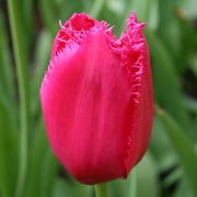 Burgundy Lace Fringed Tulips Flower Bulbs - 12 Bulbs per Pack - Attracts Butterflies and Hummingbirds - Good as Cut Flowers - Grow Indoors or Outdoors   Easy to Grow Live Garden