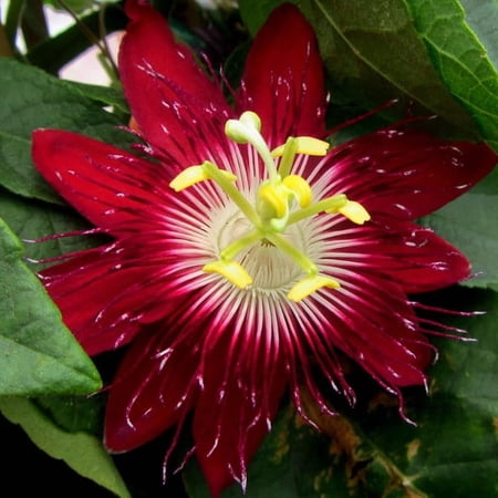 Burgundy Passion Flower Plant Live, Passiflora Flowering Vine, Trailing Passion Flowers 4 to 8 Inch Tall