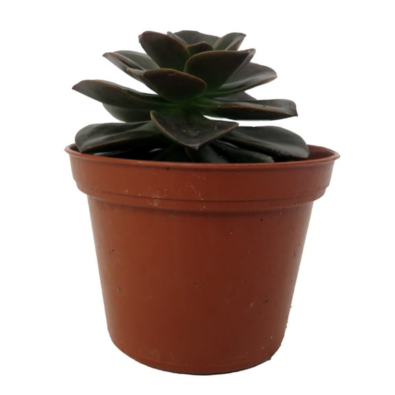 Burgundy Pearl Desert Rose Succulent - Echeveria- 2.5" Pot