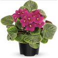 thumbnail image 1 of Burgundy Red Africa Violets Live Plant for Planting Indoor Outdoor, Red Blooming Violet, Africa Violet Flowers, 4"Pot, 1 of 6