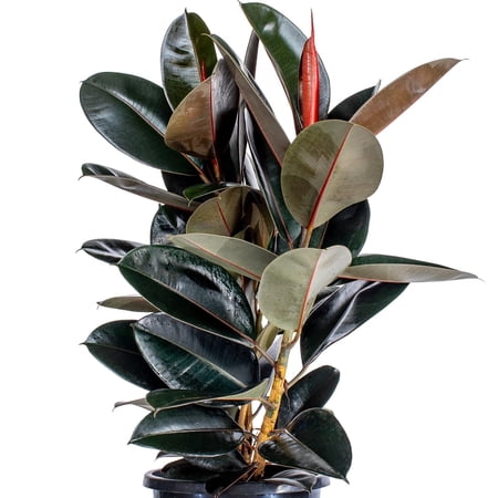 Burgundy Rubber Tree-Ficus elastica 'Burgundy' for indoor gardening 6" Pot