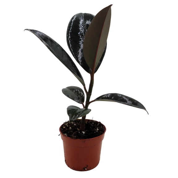 Burgundy Rubber Tree Plant - Ficus - An Old Favorite - 2.5" Pot
