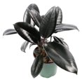 Burgundy Rubber Tree Plant Ficus Plant 6" Pot Live Plant Houseplants