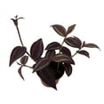 thumbnail image 1 of Burgundy Tradescantia - 2.5" Pot, 1 of 3