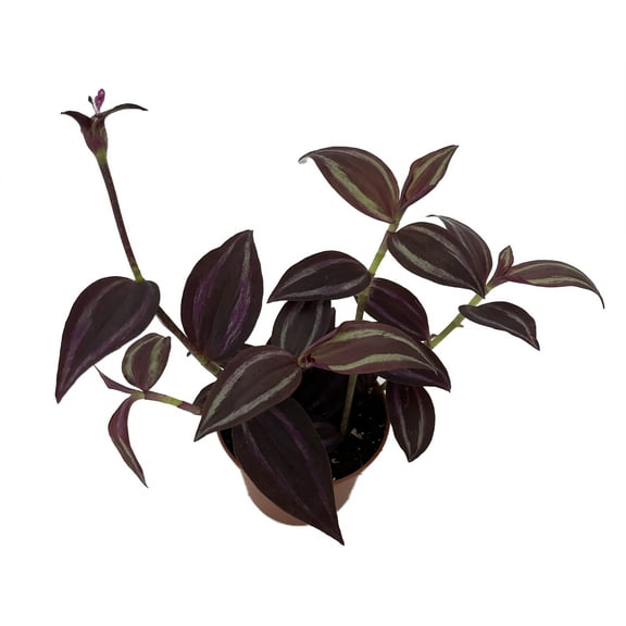 Burgundy Tradescantia - 2.5" Pot