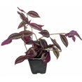 thumbnail image 1 of Burgundy Tradescantia - 4" Pot -House Plant, 1 of 2