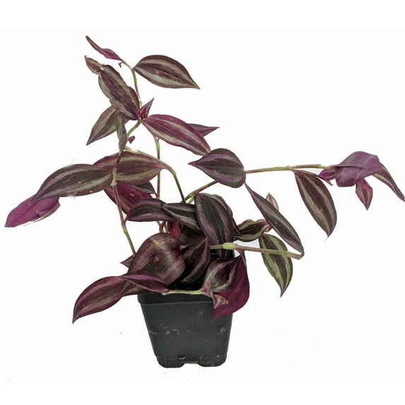 Burgundy Tradescantia - 4" Pot -House Plant