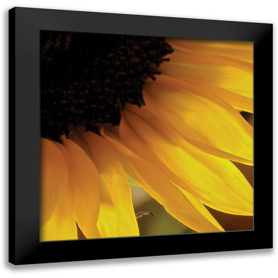 Burkhart, Monika 12x12 Black Modern Framed Museum Art Print Titled - Sunlit Sunfloweres VI