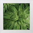 thumbnail image 1 of Burkhart, Monika 12x12 White Modern Wood Framed Museum Art Print Titled - Nature Up-Close I, 1 of 4
