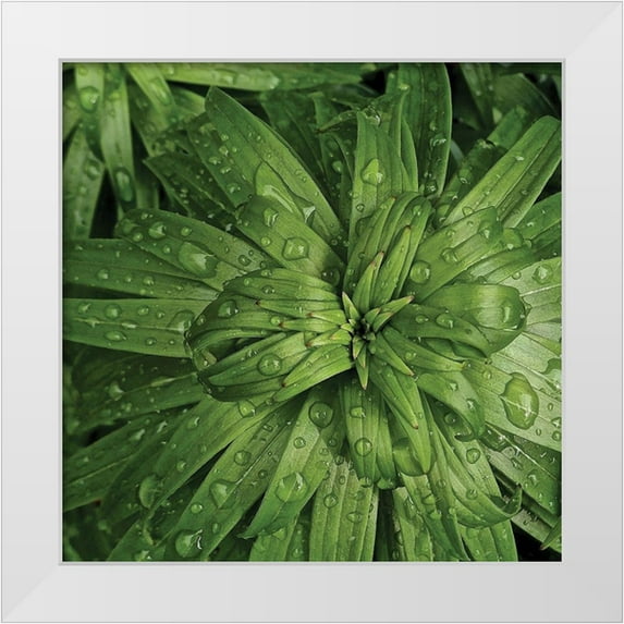 Burkhart, Monika 12x12 White Modern Wood Framed Museum Art Print Titled - Nature Up-Close I
