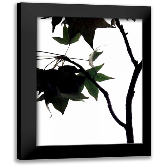 Burkhart, Monika 12x14 Black Modern Framed Museum Art Print Titled - Maple Branch IV