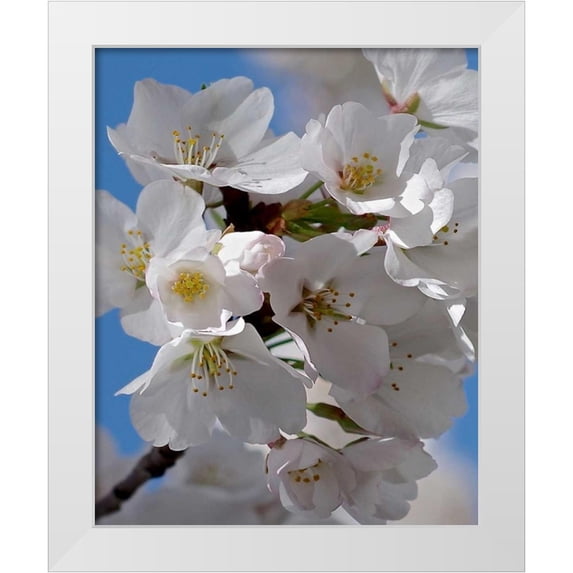 Burkhart, Monika 12x14 White Modern Wood Framed Museum Art Print Titled - Apple Blossoms IV