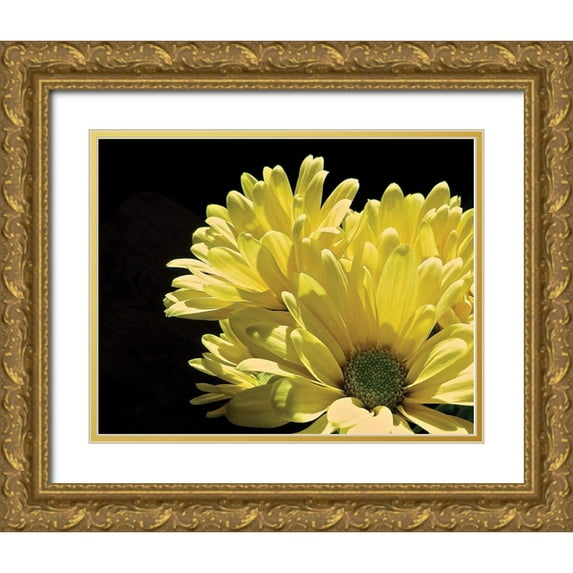 Burkhart, Monika 14x12 Gold Ornate Wood Framed with Double Matting Museum Art Print Titled - Yellow Daisy II