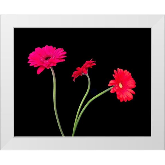 Burkhart, Monika 14x12 White Modern Wood Framed Museum Art Print Titled - Crazy Daisies II