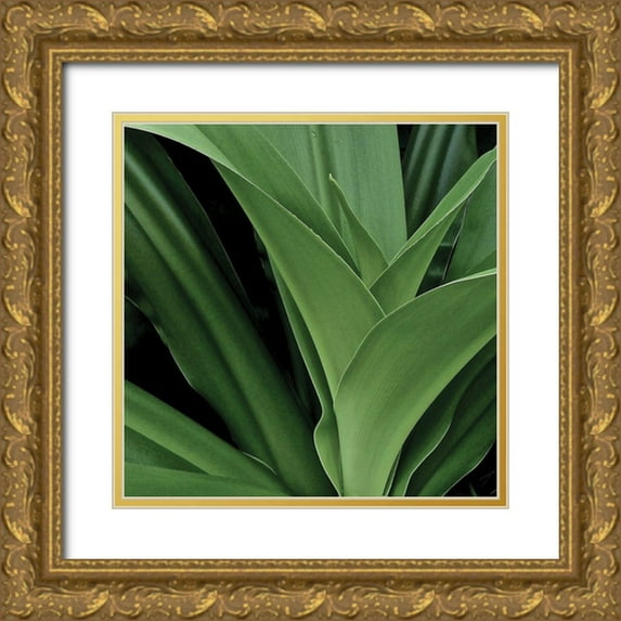Burkhart, Monika 15x15 Gold Ornate Wood Framed with Double Matting Museum Art Print Titled - Nature Up-Close II