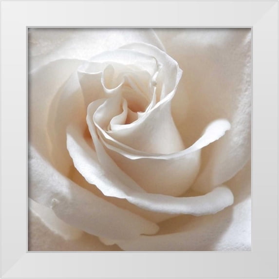 Burkhart, Monika 15x15 White Modern Wood Framed Museum Art Print Titled - White Rose II