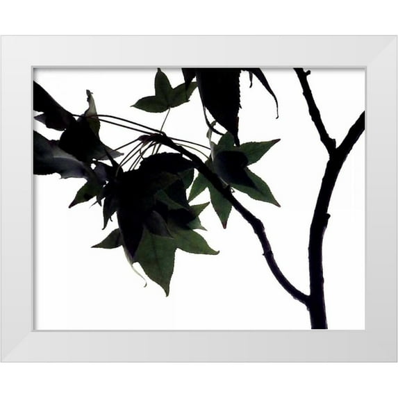 Burkhart, Monika 18x15 White Modern Wood Framed Museum Art Print Titled - Maple Branch I