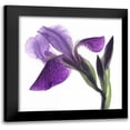 thumbnail image 1 of Burkhart, Monika 20x20 Black Modern Framed Museum Art Print Titled - Purple Iris III, 1 of 5