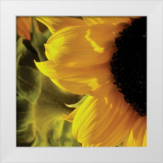 Burkhart, Monika 20x20 White Modern Wood Framed Museum Art Print Titled - Sunlit Sunflowers VII