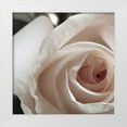 thumbnail image 1 of Burkhart, Monika 20x20 White Modern Wood Framed Museum Art Print Titled - White Rose I, 1 of 4