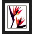 thumbnail image 1 of Burkhart, Monika 20x23 Black Ornate Wood Framed with Double Matting Museum Art Print Titled - Bird of Paradise IV, 1 of 4