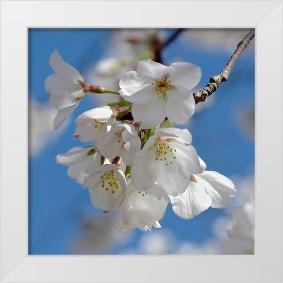 Burkhart, Monika 26x26 White Modern Wood Framed Museum Art Print Titled - Apple Blossoms II