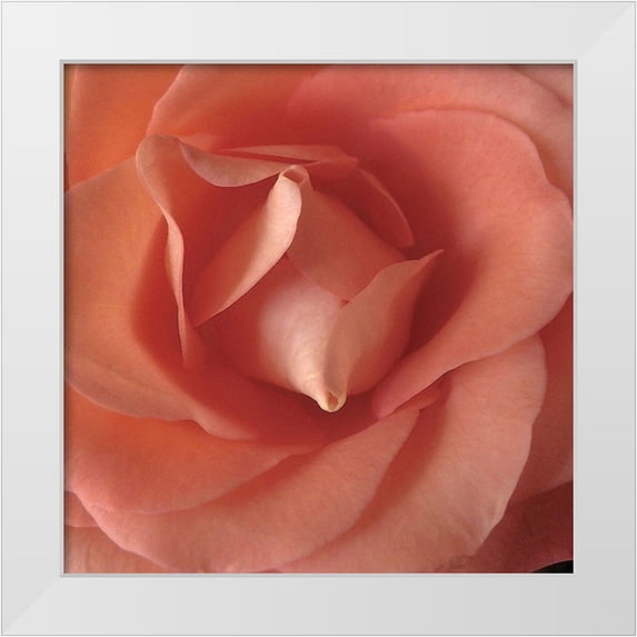 Burkhart, Monika 26x26 White Modern Wood Framed Museum Art Print Titled - Coral Rose Close-Up II