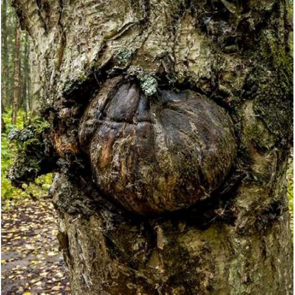 Burl 2 Poster Print by John Stalowy (12 x 12)