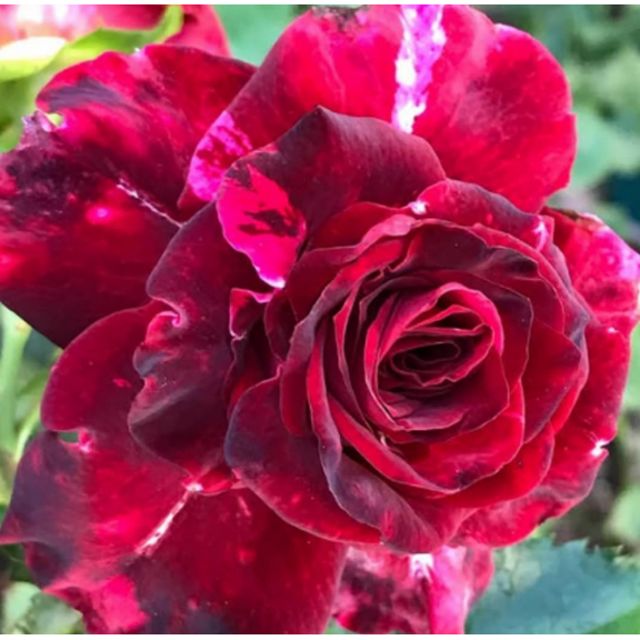 Burlesque Red Purple Rose Plants Climbing, Roses Bushes Plant Live Tree, Fragrant and Well-Rooted, Starter 4 to 7 Inc Tall, No Leaf, Vining Roses for Planting Outdoor, Colorful Blooms