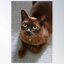 Burmese Cat Poster Wall Art, Modern Wall Decor For Living Room Bedroom, 8x12 UNFRAMED