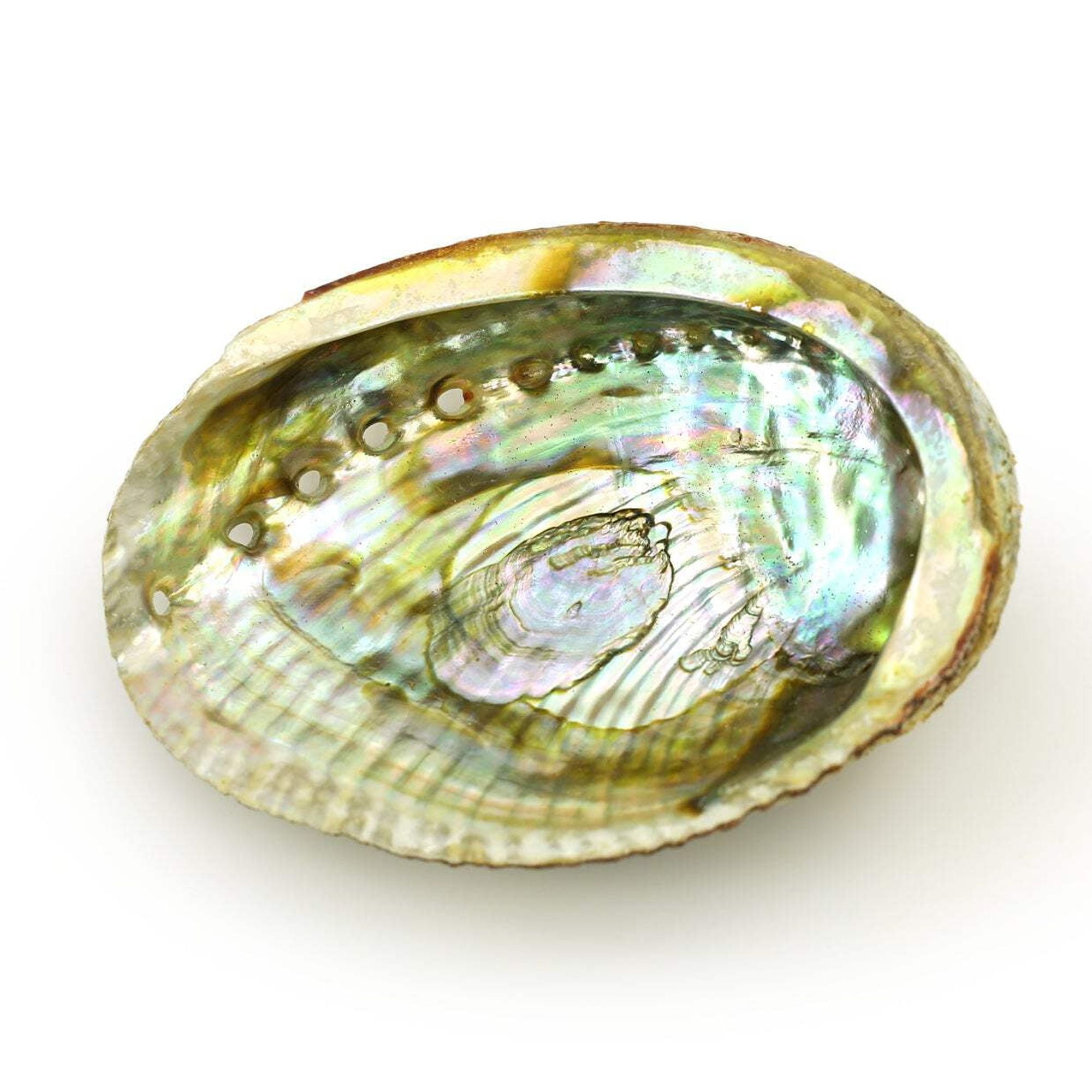 Burner - Abalone Shell - Medium 3.75