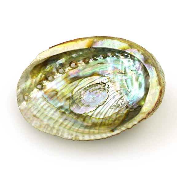 Burner - Abalone Shell - Medium 3.75"-5"