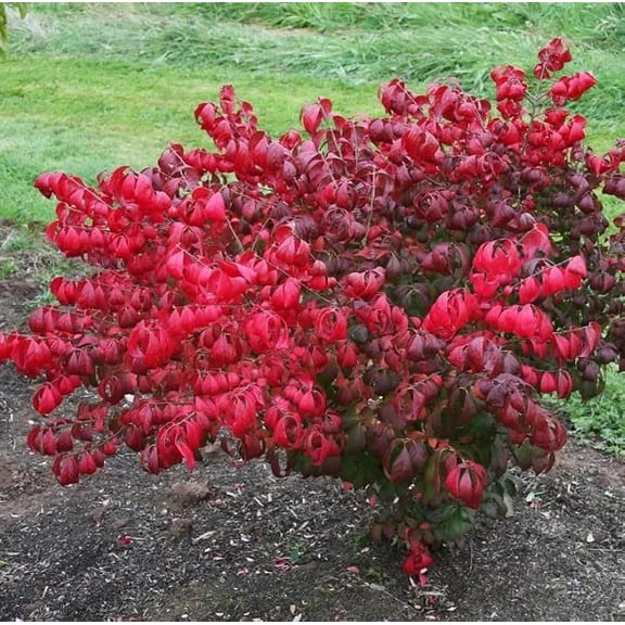 Burning Bush 12-18" Tall, Dwarf Burning Bush Shrubs, Vibrant Red Color, Hardy Euonymus Alatus Shrub Gallon Pot