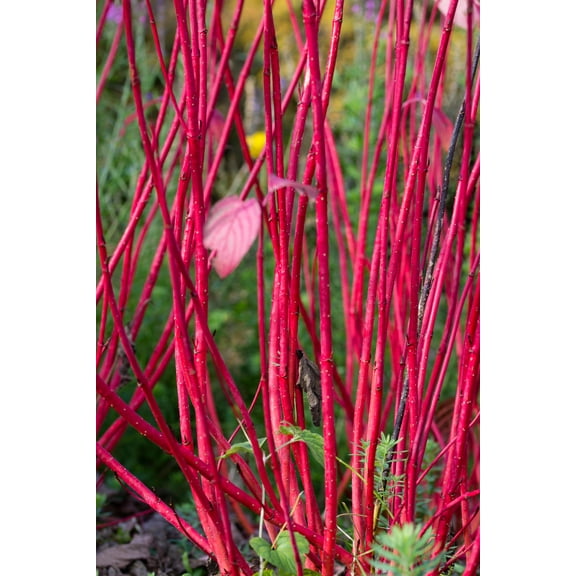 Burning Bush Cuttings to Grow - Red Bright Willow (4 Cuttings)