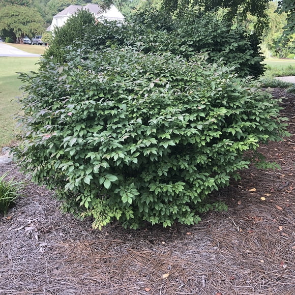 Burning Bush (Euonymus) 2.25 Gallon Potted Deciduous Shrub (1-Pack)