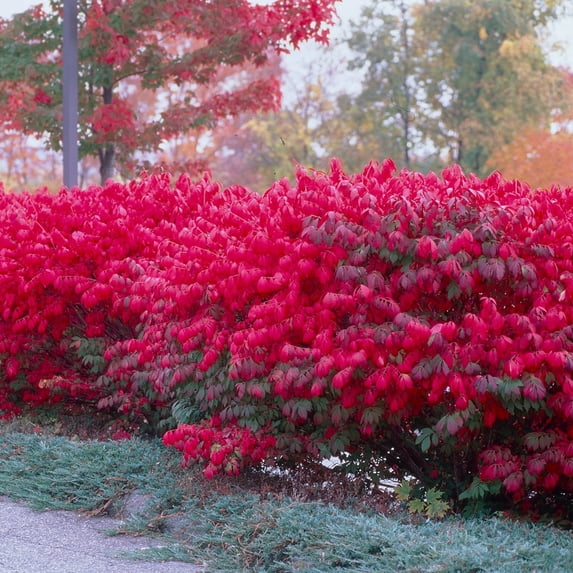 Burning Bush Hedge Kit, Dormant Bareroot Shrubs - 5 plants per offer measuring 18 to 24 inches tall
