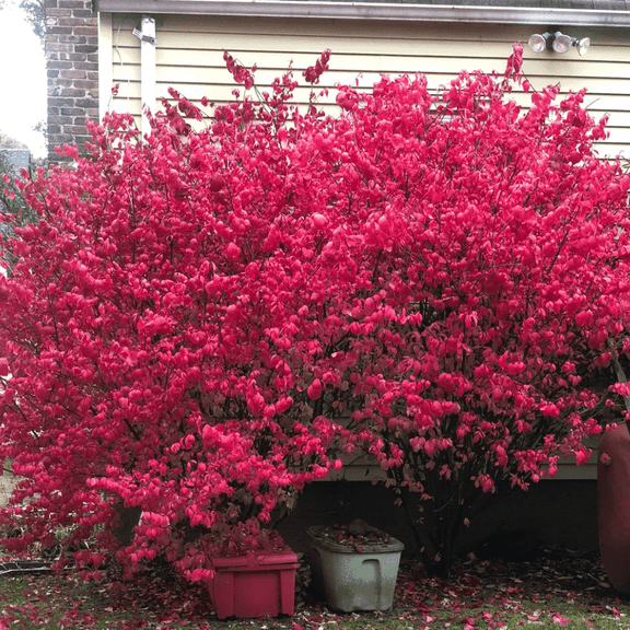 Dwarf Burning Bush Live Tree Plant, Burning Bush Hegde Tree for Outdoor Planting, Dormant from 4 to 7 inches Tall in 4 inches Pot