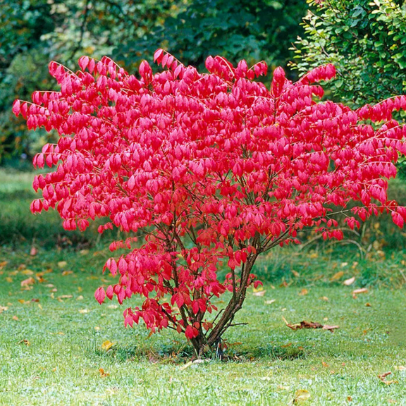 Burning Bush Live Plant, Euonymus Burning Bush 35 Inch Tall, Hardy Shrub for Outdoor Landscaping