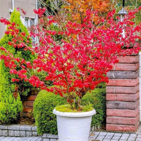 Burning Bush Live Shrub 810 inch in Quart Pot, Hardy Euonymus Burning Bush for Outdoor Planting, Dormant