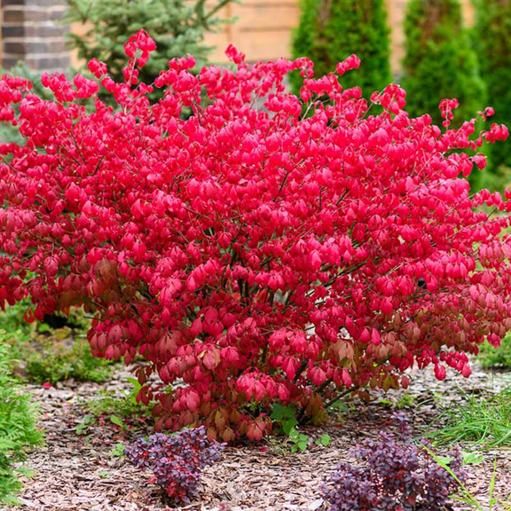 Burning Bush Live Shrubs 35 inch Tall, Vibrant Red Foliage for Garden Planting, Euonymus Burning Bush Dormant Plant
