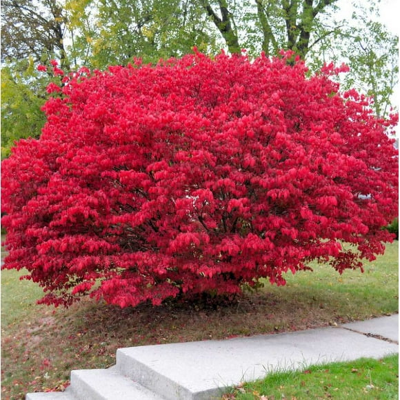 Burning Bush Plant Live for Planting, Euonymus Alatus Plant Hardy Red Shrub Plant for Garden 6 to 12 Inch Tall in 4 Inch Pot - Not Ship CA, NY, AZ, MA, NH, VT