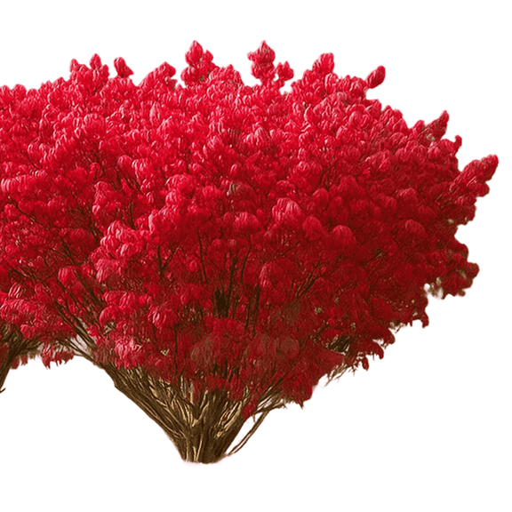 Burning Bush Live Shrubs, Vibrant Red Foliage, Landscape Color