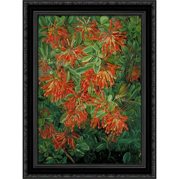 Burning Bush and Emu Wren of Chili 20x24 Black Ornate Wood Framed Canvas Art by North, Marianne