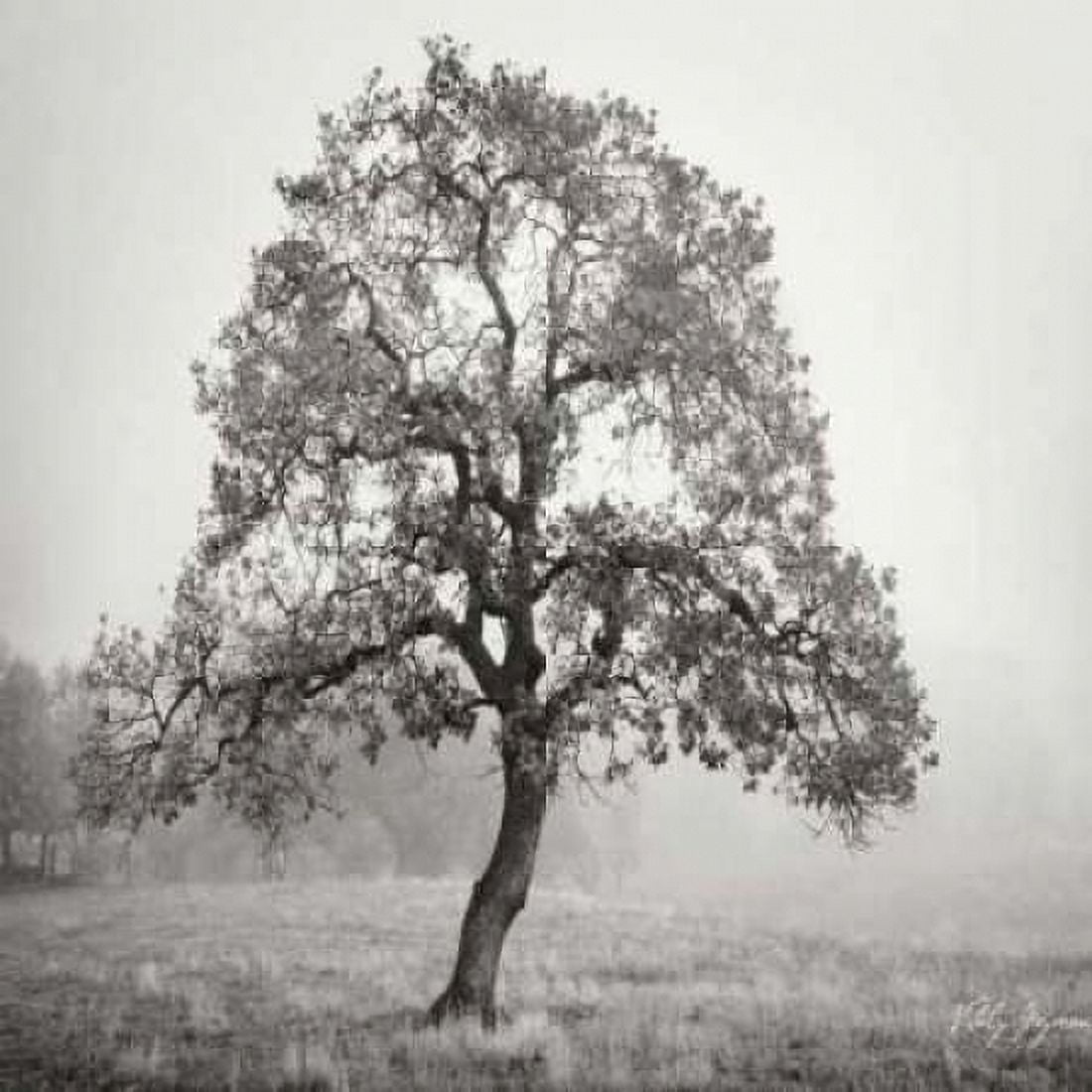Burning Oak BW VII Canvas Art - Geyman Vitaly (24 x 24)