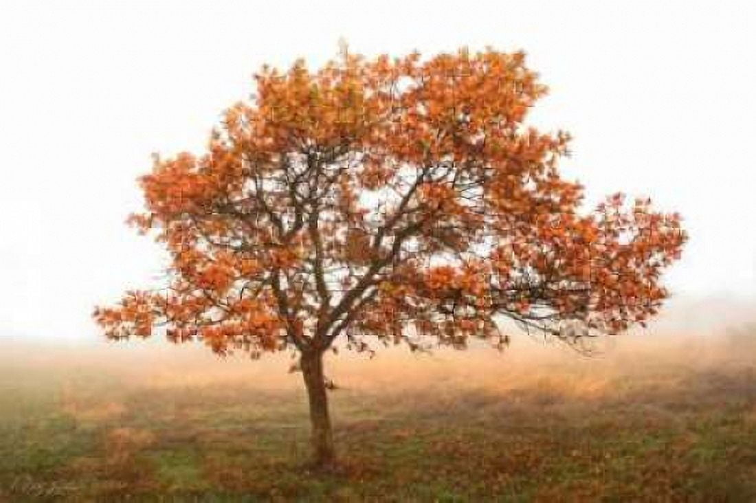 Burning Oak Canvas Art - Vitaly Geyman (24 x 36)