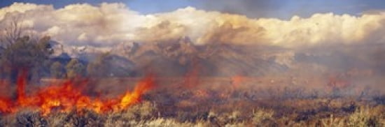 Burning trees in a forest with mountain range in the background Grand Teton Grand Teton National Park Wyoming USA Canvas Art - Panoramic Images (36 x 12)