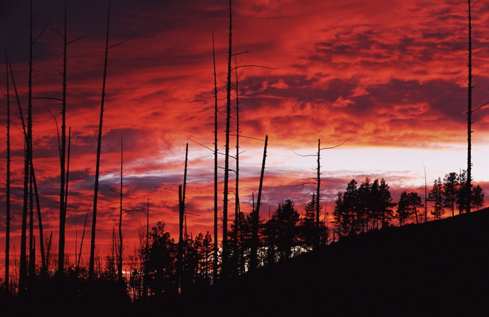 Burnt Trees Against A Sunset Canvas Art - Toby Adamson Design Pics (19 x 12)