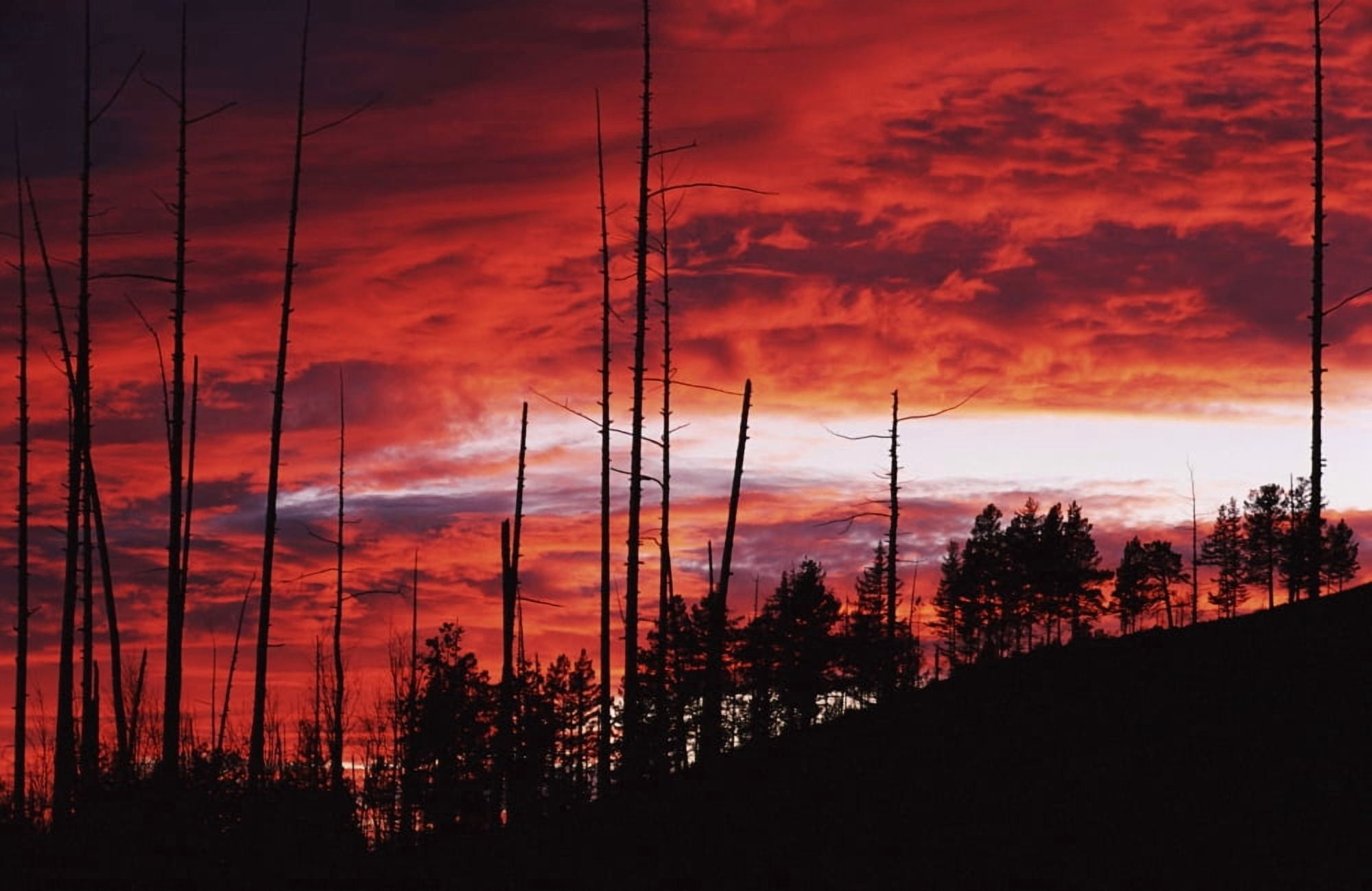 Burnt Trees Against A Sunset Canvas Art - Toby Adamson Design Pics (38 x 24)