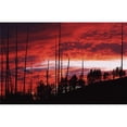 thumbnail image 1 of Burnt Trees Against A Sunset Poster Print - 19 x 12, 1 of 1