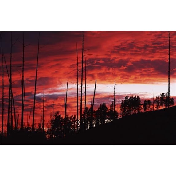 Burnt Trees Against A Sunset Poster Print - 19 x 12